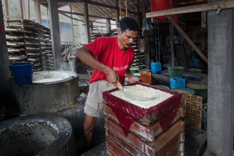Rot Is a Radical Act: Southeast Asian Fermenters Are Reclaiming the Microbe as a Political Tool